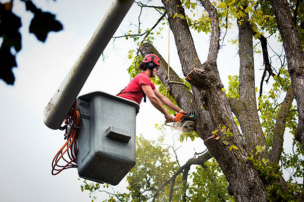 Tree and Shrub Care in Macungie, PA